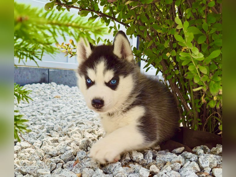 Schwarz-weißer Siberian Husky Welpe mit blauen Augen und FCI-Ahnentafel