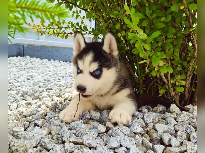 Schwarz-weißer Siberian Husky Welpe mit blauen Augen und FCI-Ahnentafel