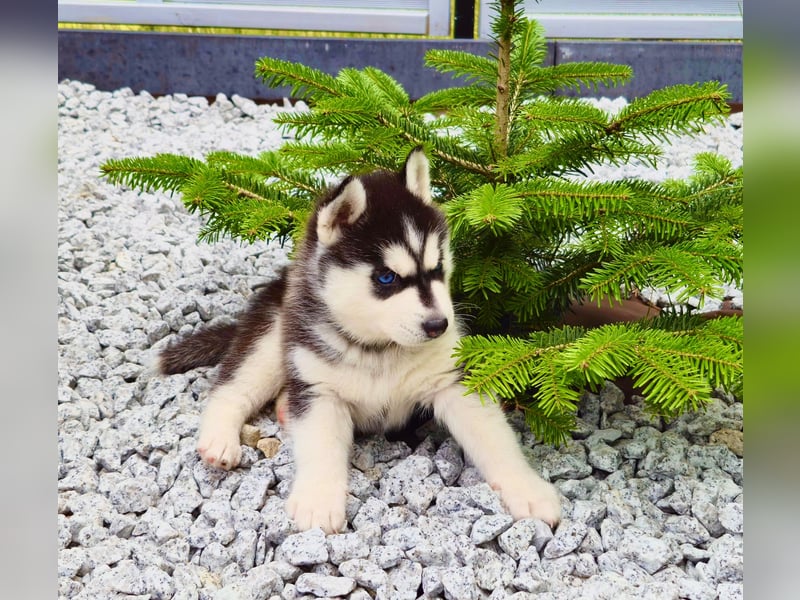 Schwarz-weißer Siberian Husky, blauäugiger Welpe mit FCI-Stammbaum