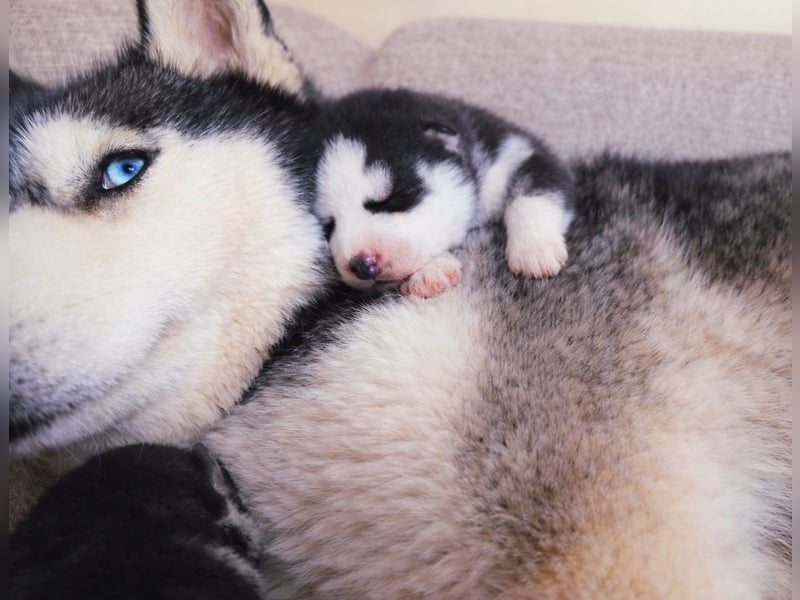Schwarz-weißer Siberian Husky, blauäugiger Welpe mit FCI-Stammbaum