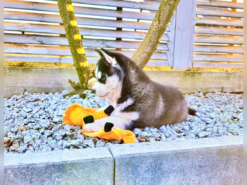 FCI Pedigree Blue Eyed Black & White Siberian Husky Champion Puppy