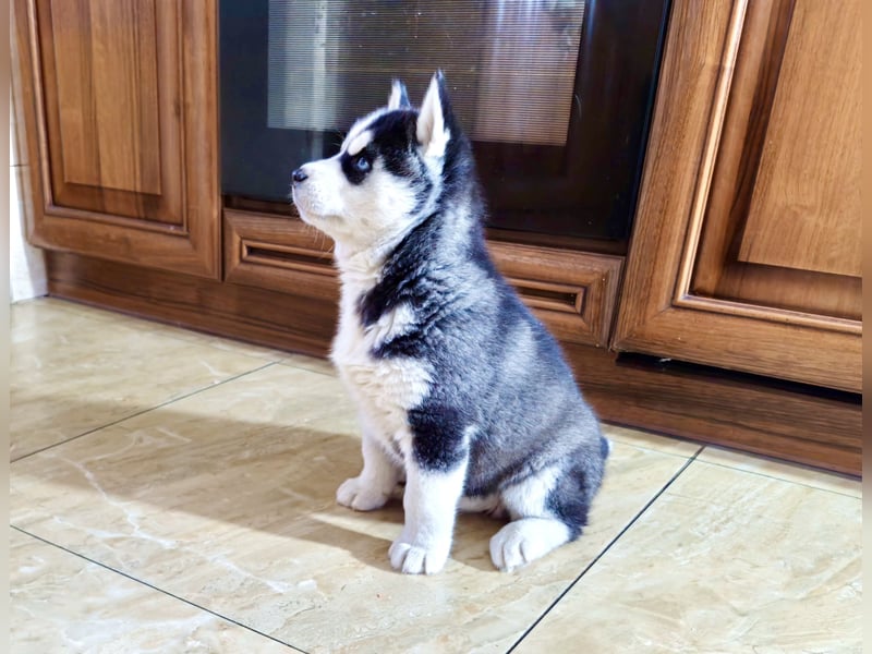 FCI Pedigree Blue Eyed Black & White Siberian Husky Champion Puppy