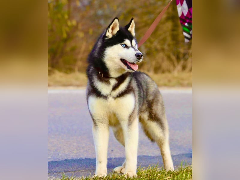 FCI Pedigree Blue Eyed Black & White Siberian Husky Champion Puppy