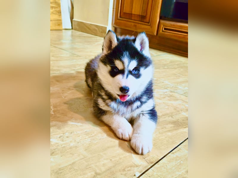 FCI Pedigree Blue Eyed Black & White Siberian Husky Champion Puppy