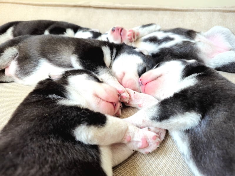 Schwarz-weißer Siberian Husky Welpe mit blauen Augen und FCI-Ahnentafel