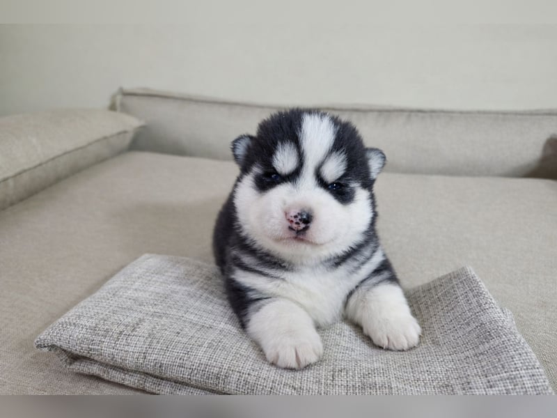 FCI Pedigree Blue Eyed Black & White Siberian Husky Champion Puppy