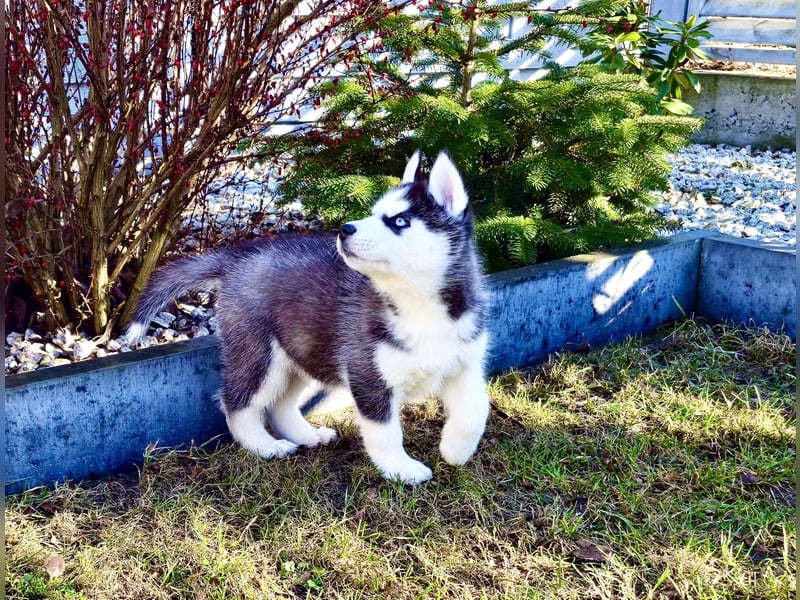 FCI Pedigree Blue Eyed Black & White Siberian Husky Champion Puppy