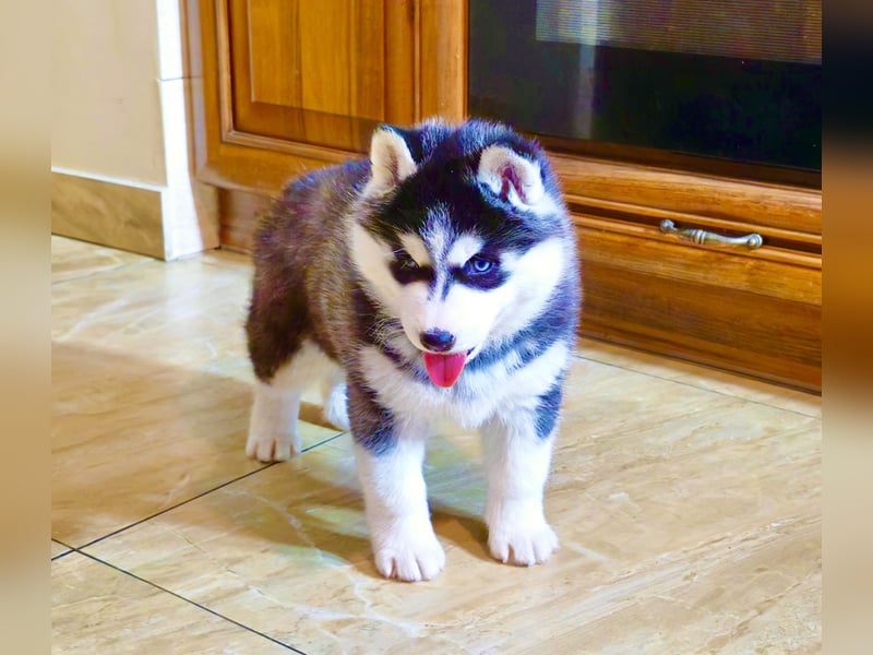 FCI Pedigree Blue Eyed Black & White Siberian Husky Champion Puppy