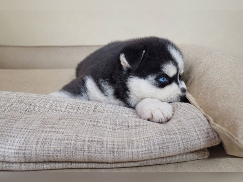 FCI Pedigree Blue Eyed Black & White Siberian Husky Champion Puppy
