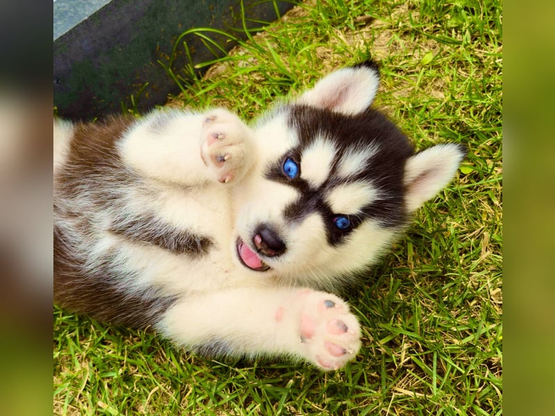 Schwarz-weißer Siberian Husky Welpe mit blauen Augen und FCI-Ahnentafel