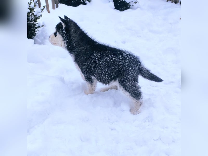 FCI Pedigree Blue Eyed Black & White Siberian Husky Champion Puppy