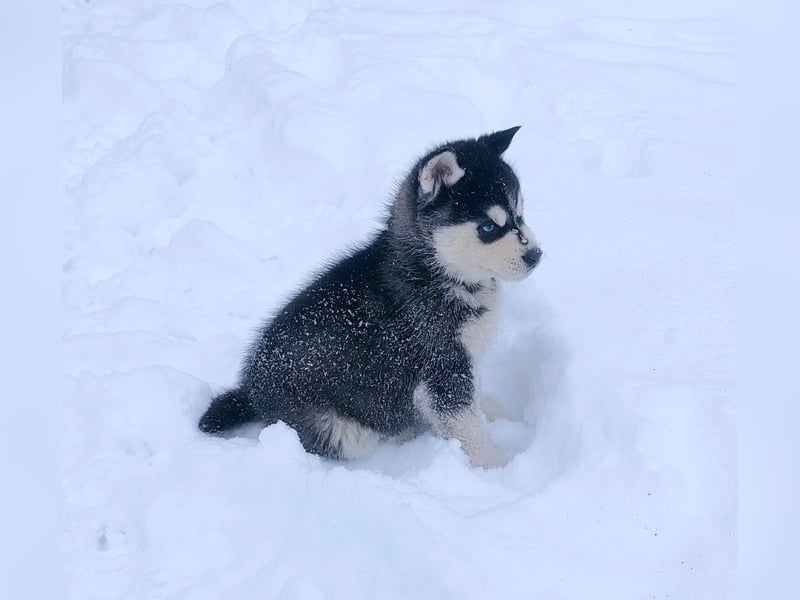 FCI Pedigree Blue Eyed Black & White Siberian Husky Champion Puppy
