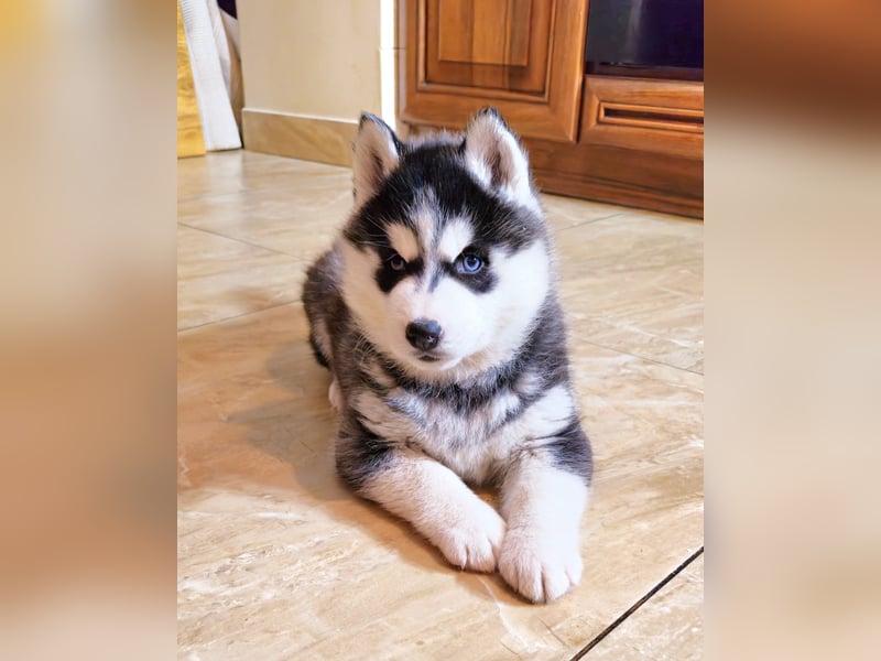 Schwarz-weißer Siberian Husky Welpe mit blauen Augen und FCI-Ahnentafel