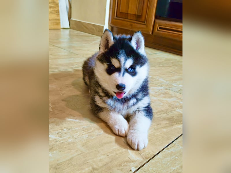 Schwarz-weißer Siberian Husky, blauäugiger Welpe mit FCI-Stammbaum