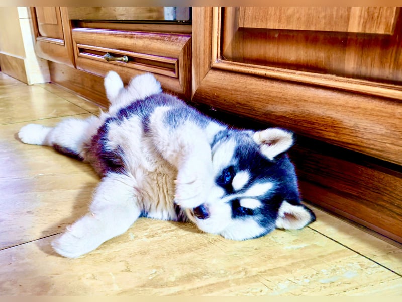 Schwarz-weißer Siberian Husky, blauäugiger Welpe mit FCI-Stammbaum