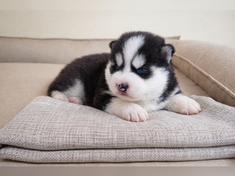 FCI Pedigree Blue Eyed Black & White Siberian Husky Champion Puppy