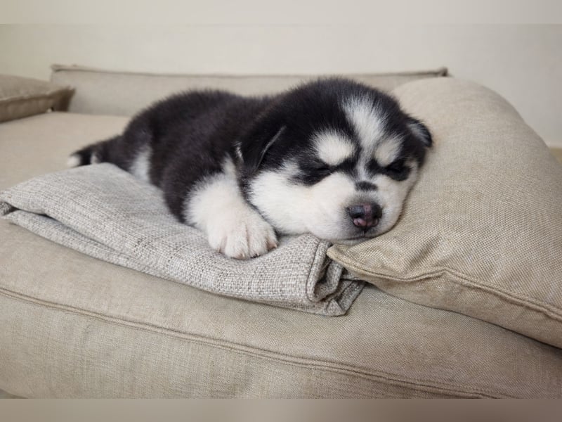 FCI Pedigree Blue Eyed Black & White Siberian Husky Champion Puppy