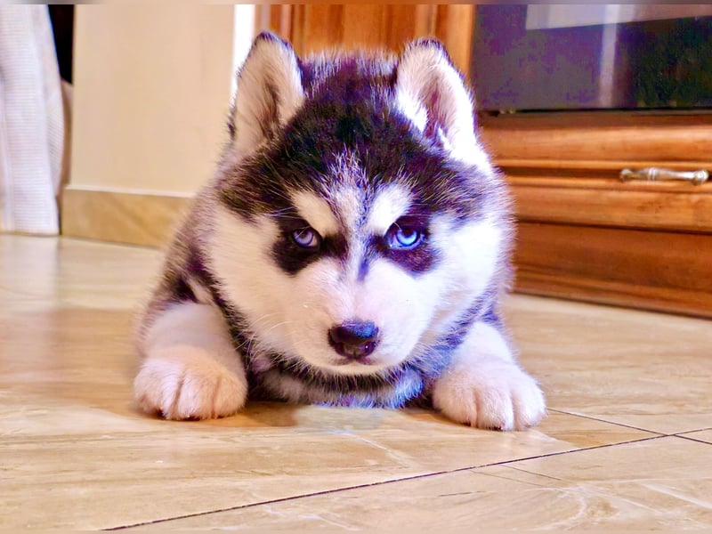 Schwarz-weißer Siberian Husky, blauäugiger Welpe mit FCI-Stammbaum