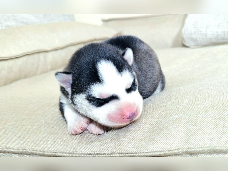 FCI Pedigree Blue Eyed Black & White Siberian Husky Champion Puppy