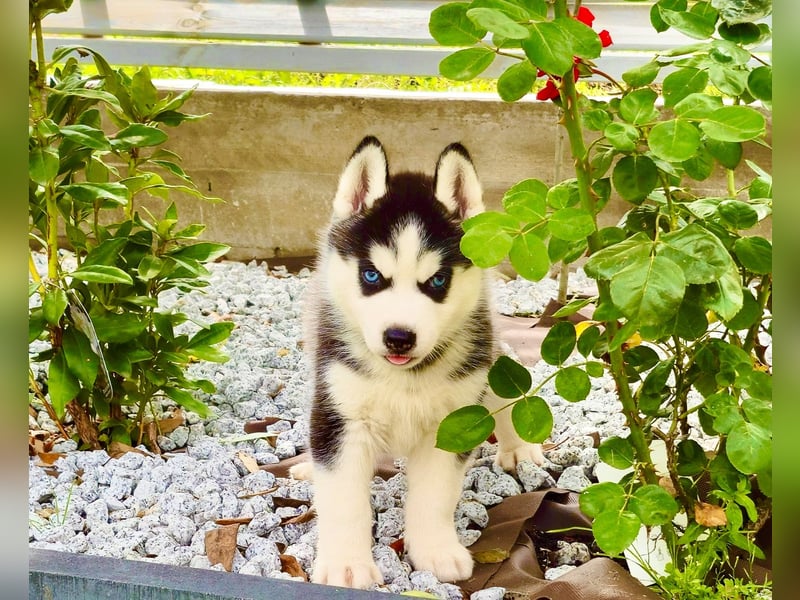 Schwarz-weißer Siberian Husky Welpe mit blauen Augen und FCI-Ahnentafel