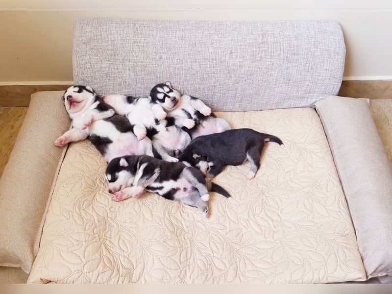 FCI Pedigree Blue Eyed Black & White Siberian Husky Champion Puppy