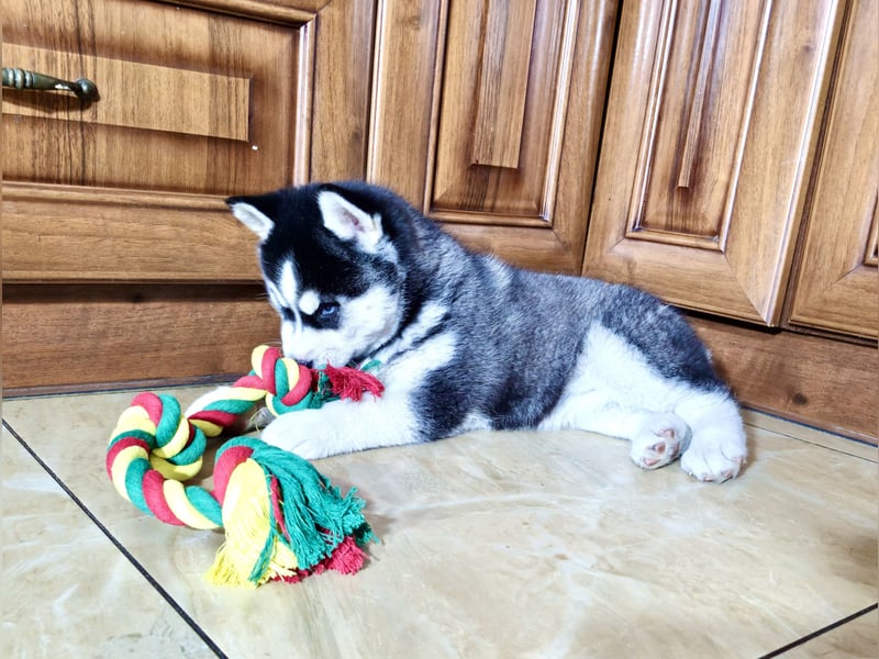 FCI Pedigree Blue Eyed Black & White Siberian Husky Champion Puppy