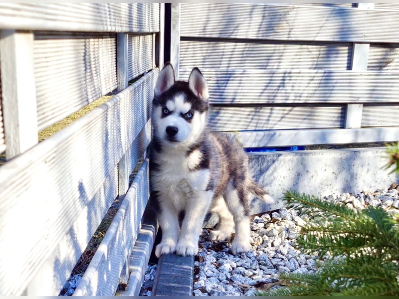 FCI Pedigree Blue Eyed Black & White Siberian Husky Champion Puppy