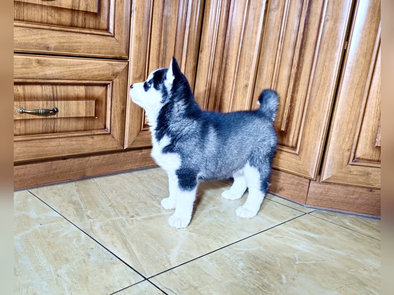 FCI Pedigree Blue Eyed Black & White Siberian Husky Champion Puppy