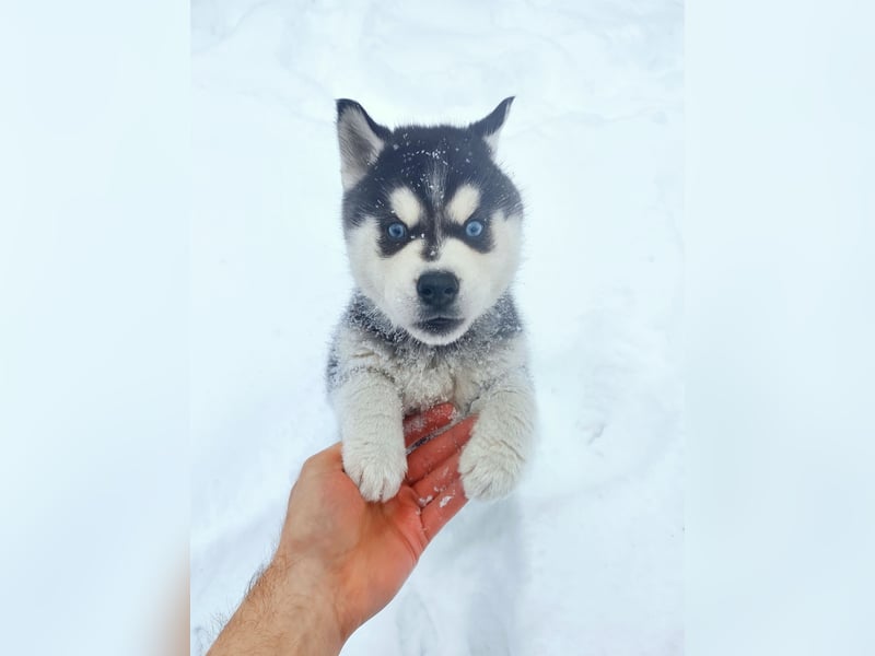 FCI Pedigree Blue Eyed Black & White Siberian Husky Champion Puppy