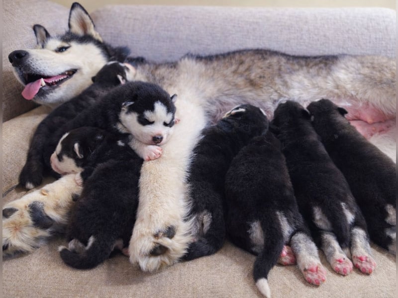 Schwarz-weißer Siberian Husky, blauäugiger Welpe mit FCI-Stammbaum