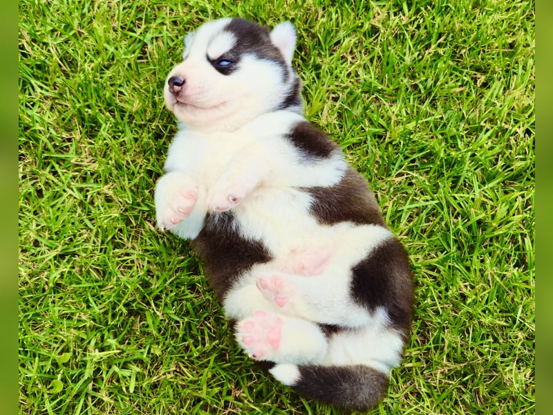 Schwarz-weißer Siberian Husky, blauäugiger Welpe mit FCI-Stammbaum