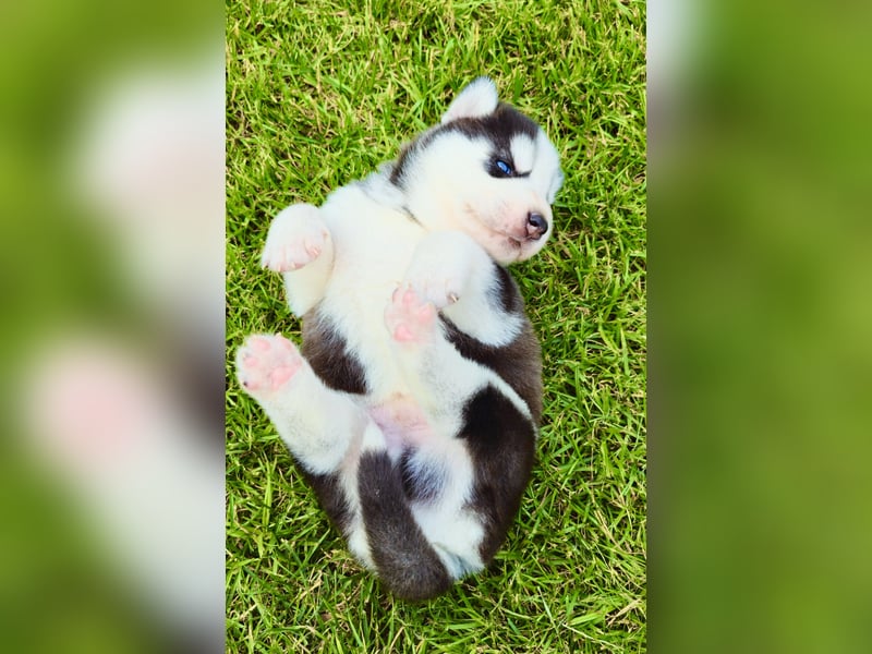 Schwarz-weißer Siberian Husky, blauäugiger Welpe mit FCI-Stammbaum