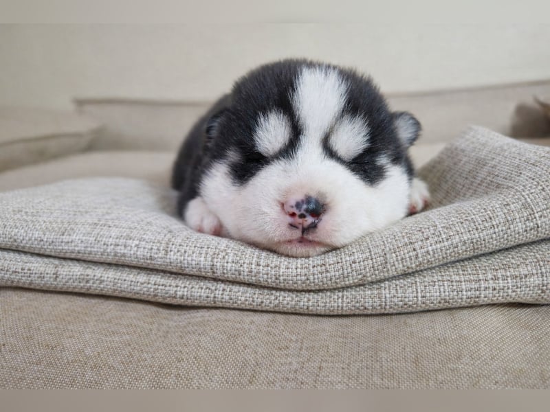 FCI Pedigree Blue Eyed Black & White Siberian Husky Champion Puppy