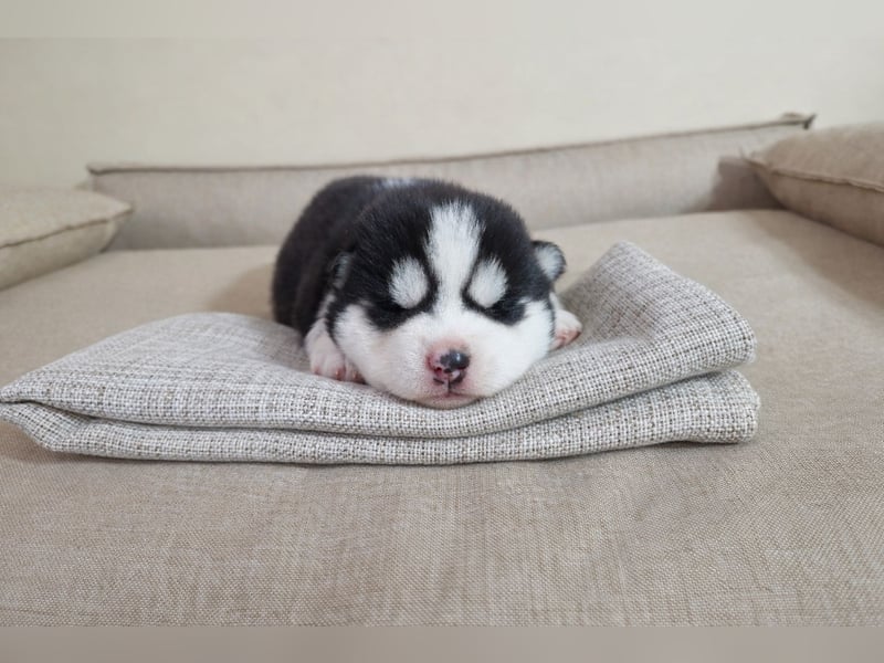 FCI Pedigree Blue Eyed Black & White Siberian Husky Champion Puppy