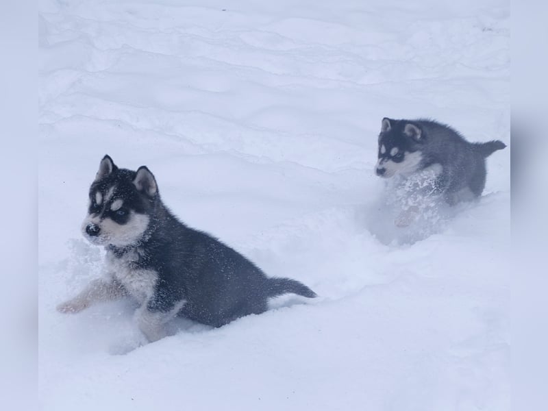 FCI Pedigree Blue Eyed Black & White Siberian Husky Champion Puppy