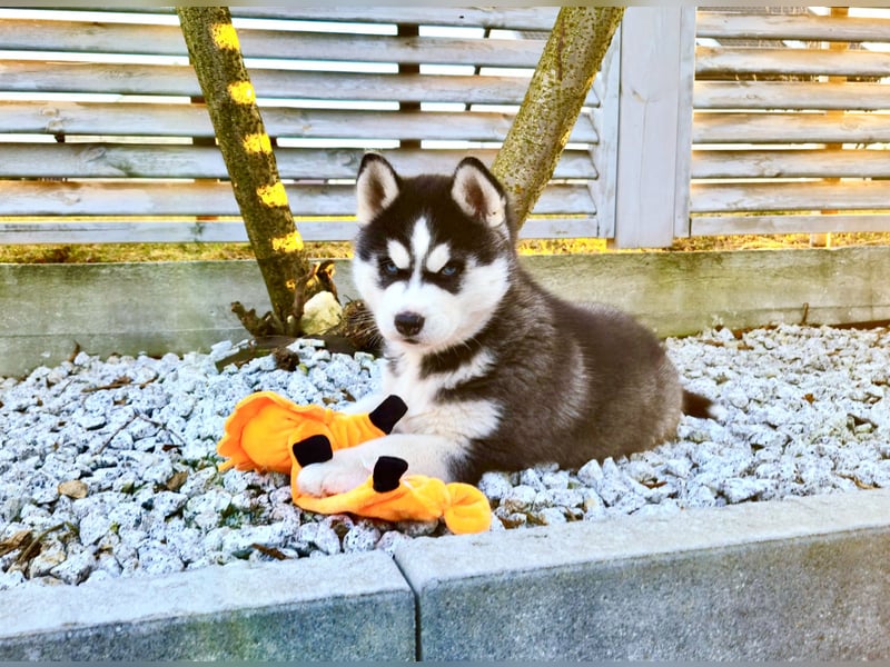 FCI Pedigree Blue Eyed Black & White Siberian Husky Champion Puppy