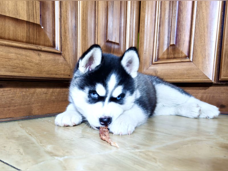 FCI Pedigree Blue Eyed Black & White Siberian Husky Champion Puppy