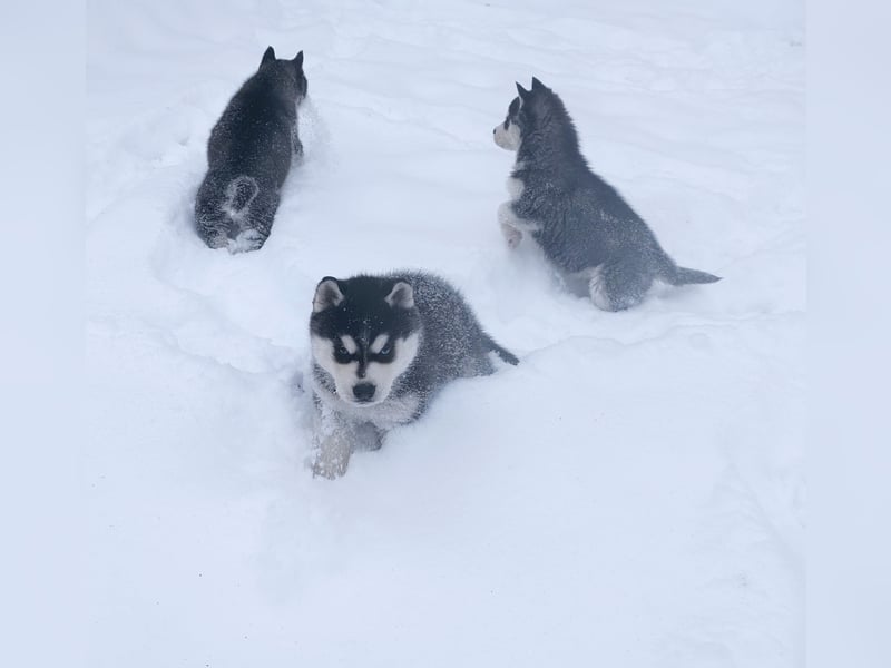FCI Pedigree Blue Eyed Black & White Siberian Husky Champion Puppy