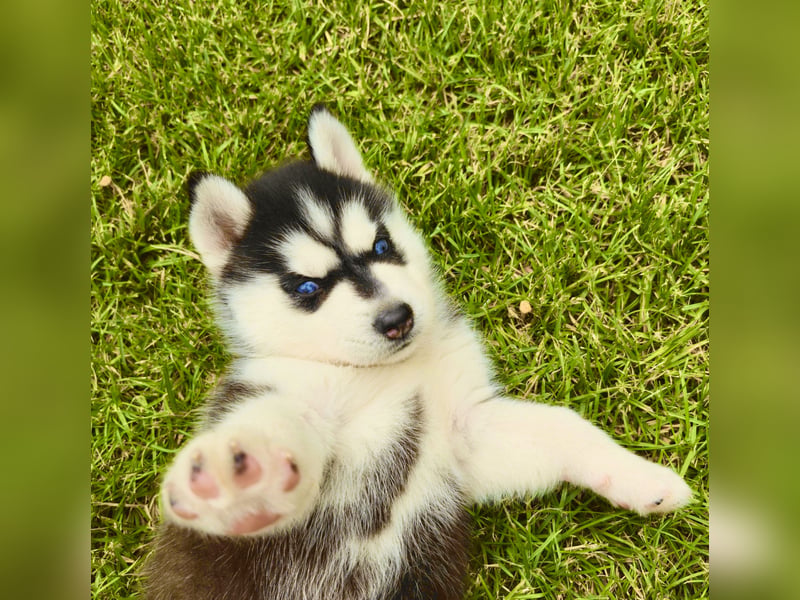 Schwarz-weißer Siberian Husky, blauäugiger Welpe mit FCI-Stammbaum