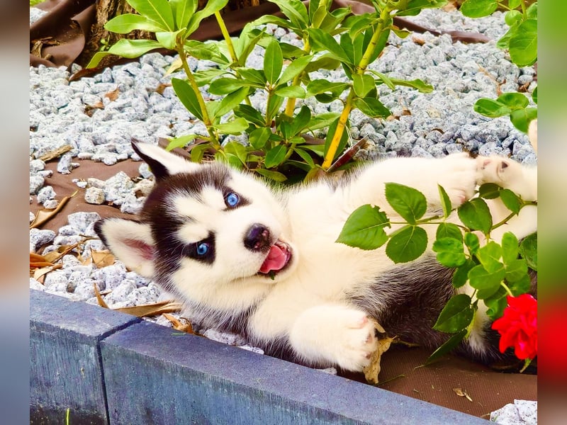 Schwarz-weißer Siberian Husky Welpe mit blauen Augen und FCI-Ahnentafel