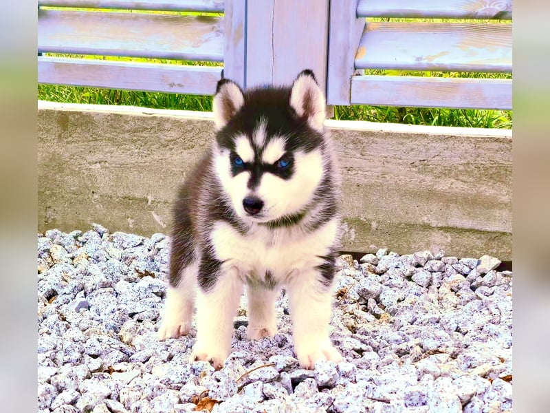 Schwarz-weißer Siberian Husky, blauäugiger Welpe mit FCI-Stammbaum