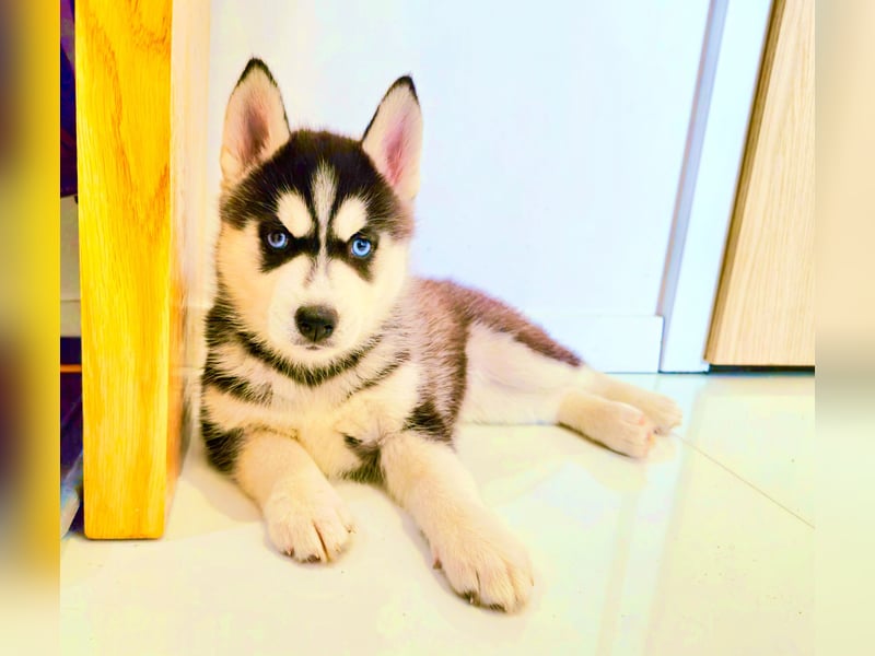 Schwarz-weißer Siberian Husky, blauäugiger Welpe mit FCI-Stammbaum