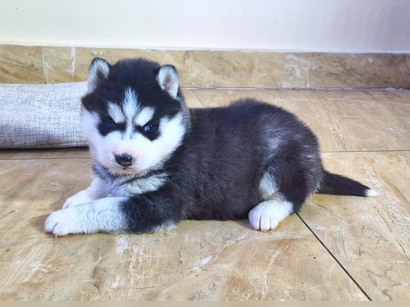 FCI Pedigree Blue Eyed Black & White Siberian Husky Champion Puppy