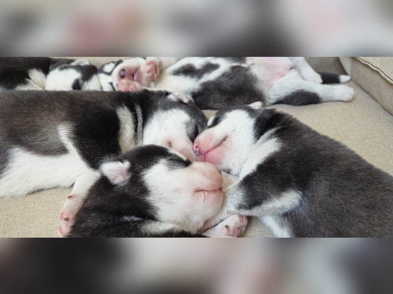 Schwarz-weißer Siberian Husky Welpe mit blauen Augen und FCI-Ahnentafel