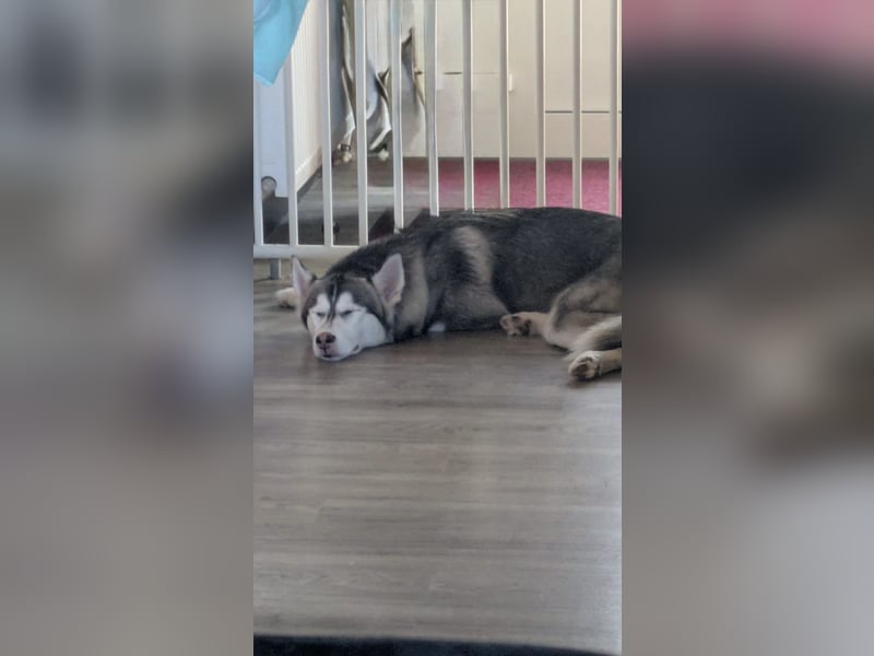 Wunderschöne Husky Hündin