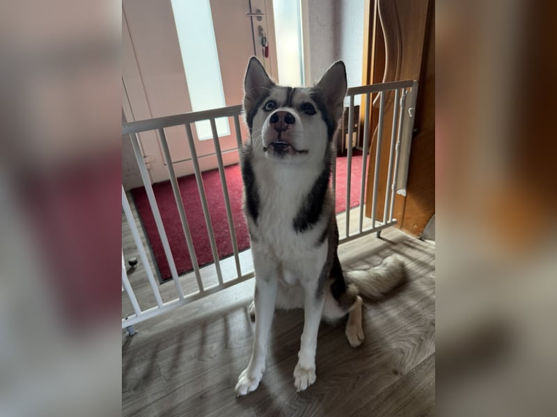 Wunderschöne Husky Hündin
