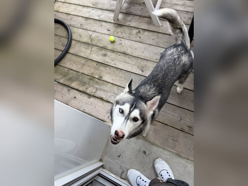 Wunderschöne Husky Hündin