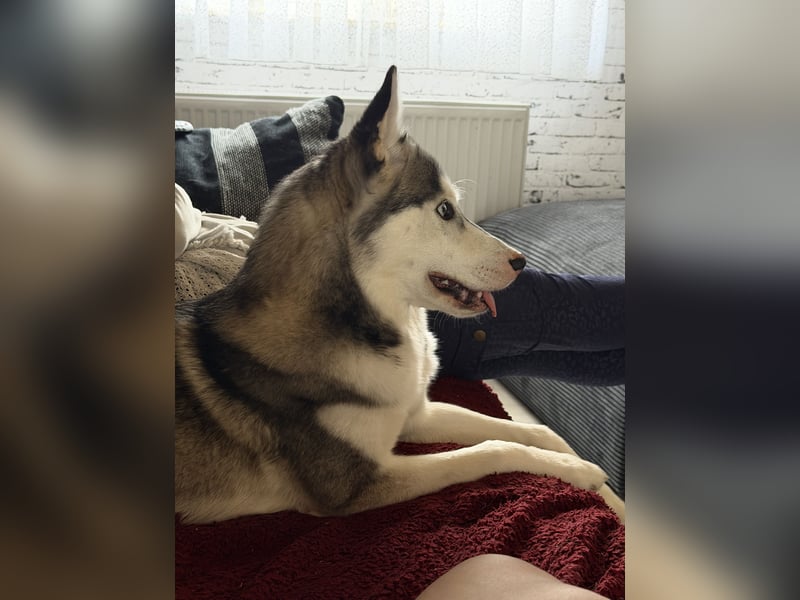 Wunderschöne Husky Hündin