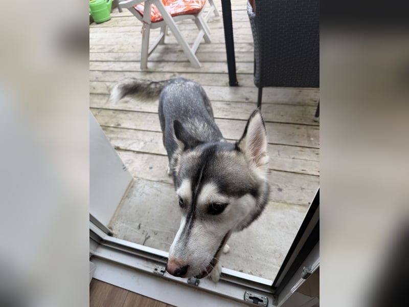 Wunderschöne Husky Hündin