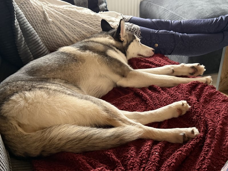 Wunderschöne Husky Hündin